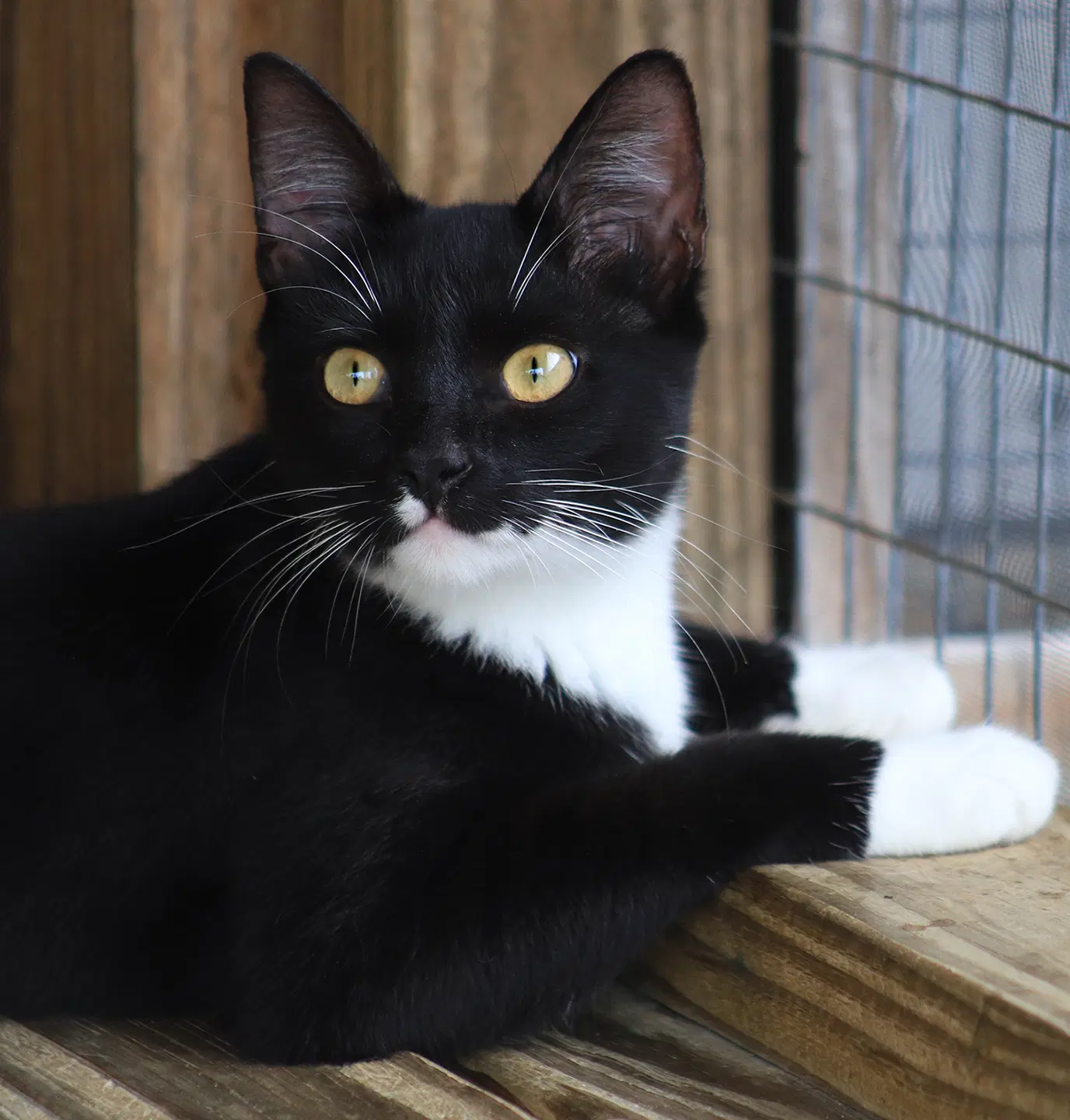 Roland - Domestic Short Hair