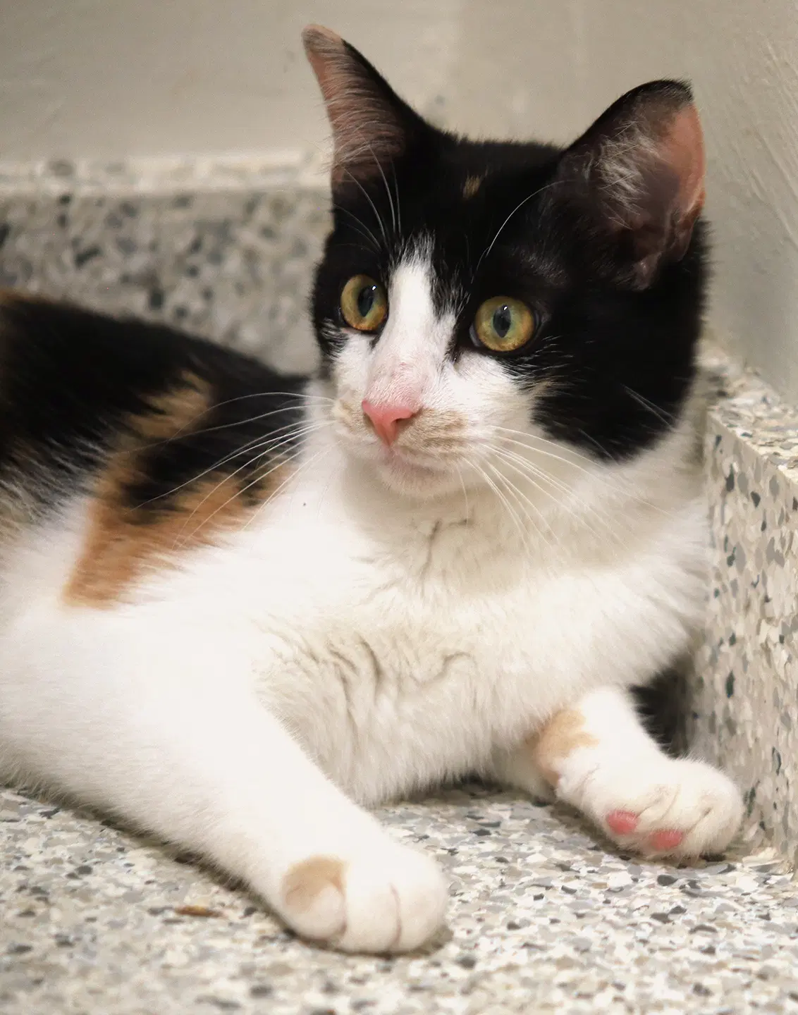 Cider - Domestic Short Hair