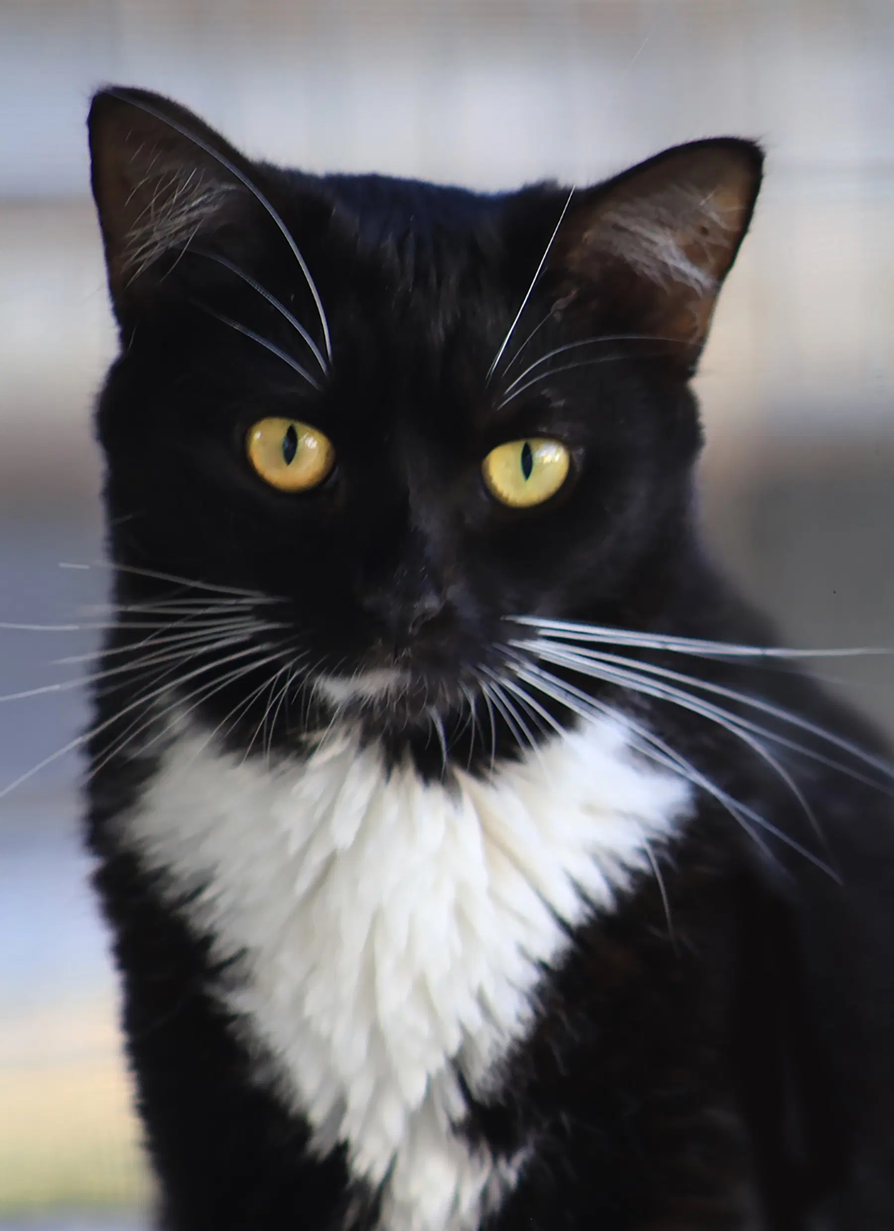 Desiree - Domestic Short Hair