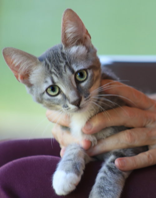 Rose, an adoptable Domestic Short Hair in North Fort Myers, FL