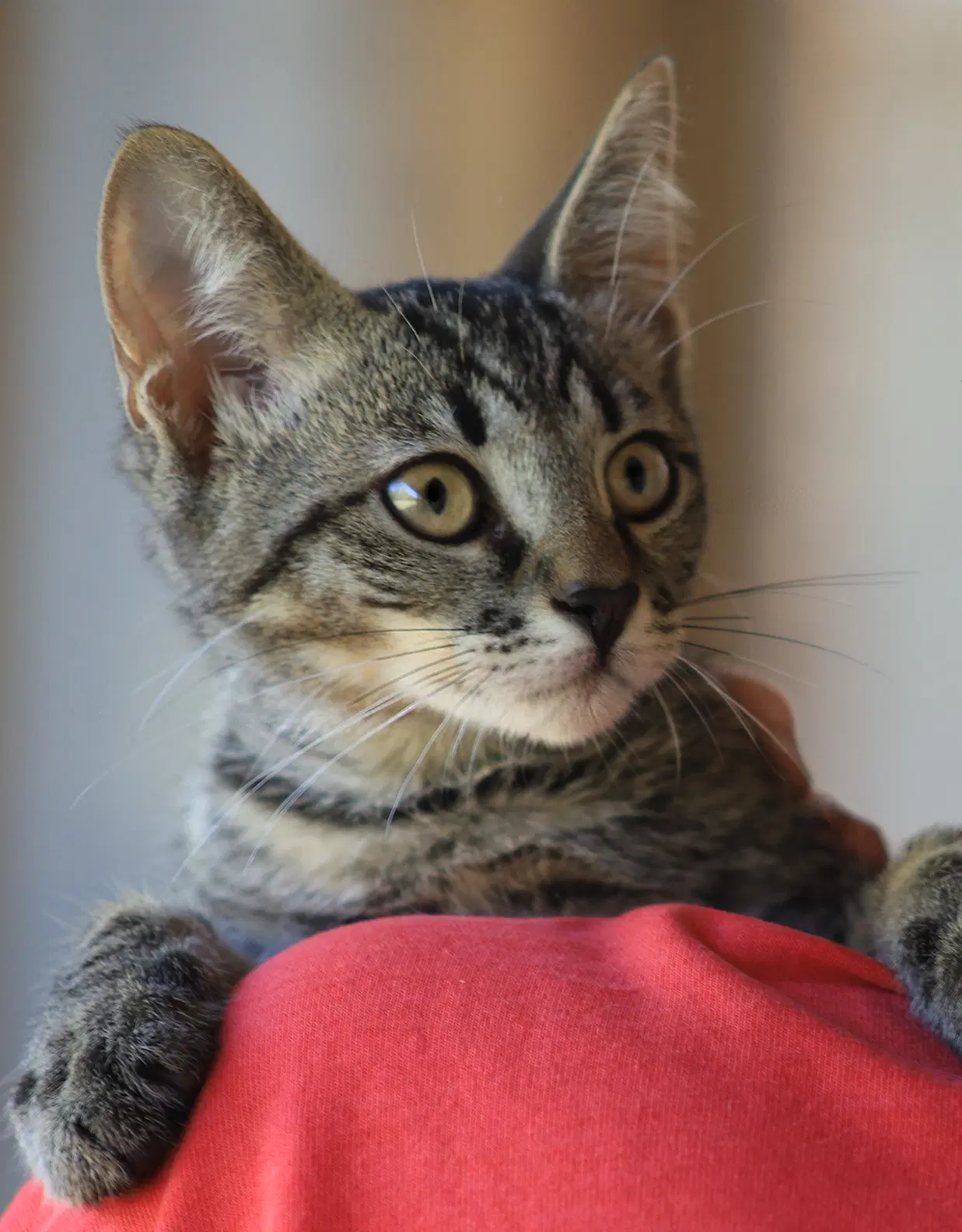 Jake - Domestic Short Hair