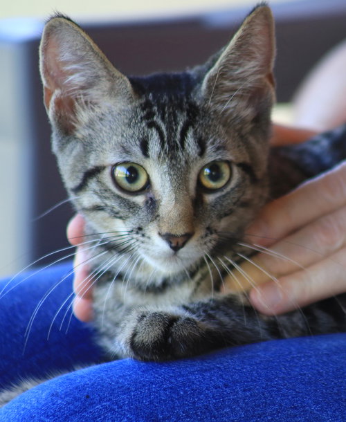 Smokey Joe, an adoptable Domestic Short Hair in North Fort Myers, FL