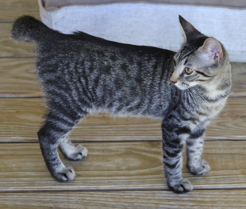 Smokey Joe photo 3