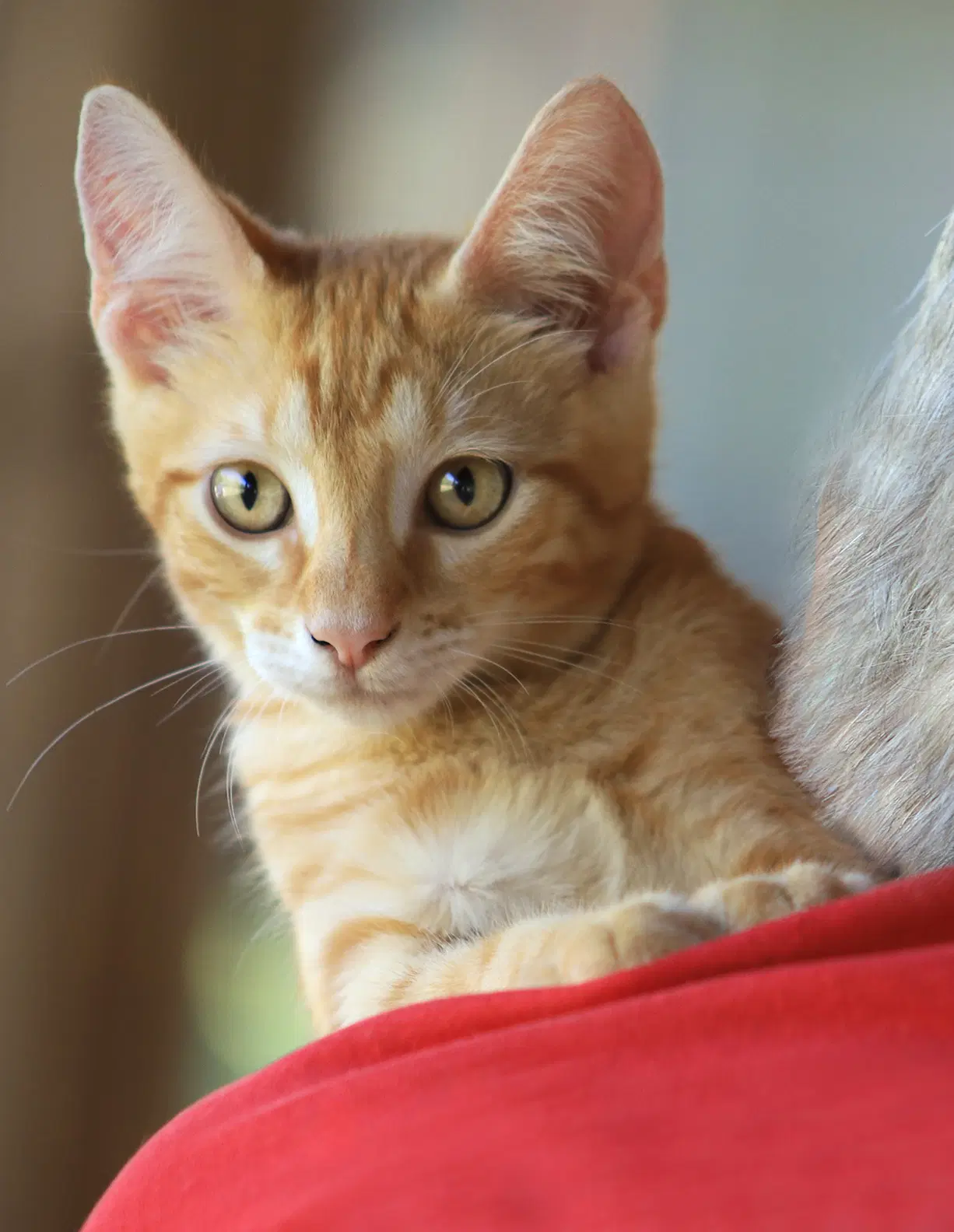 Han - Domestic Short Hair