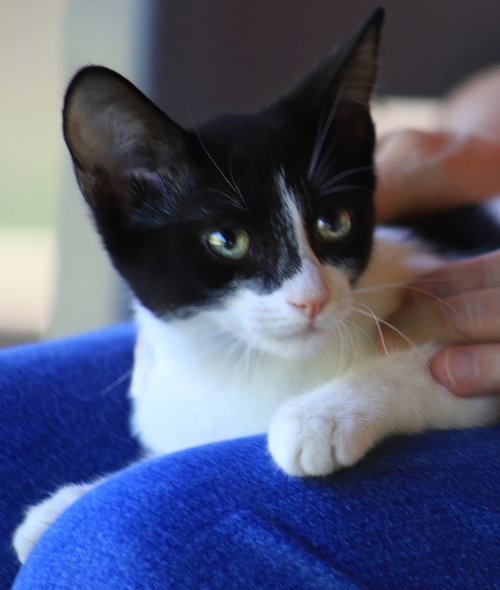 Pickles, an adoptable Domestic Short Hair in North Fort Myers, FL