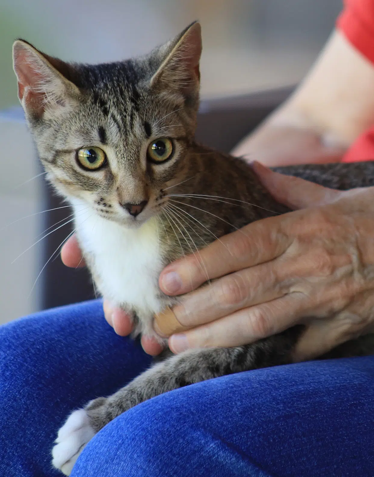 Zeb - Domestic Short Hair