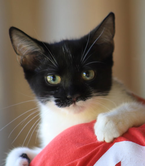 Petunia, an adoptable Domestic Short Hair in North Fort Myers, FL