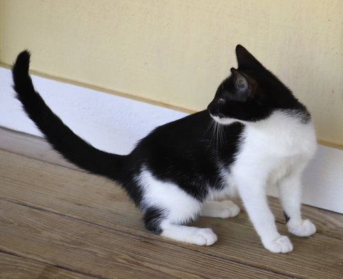 Petunia photo 3