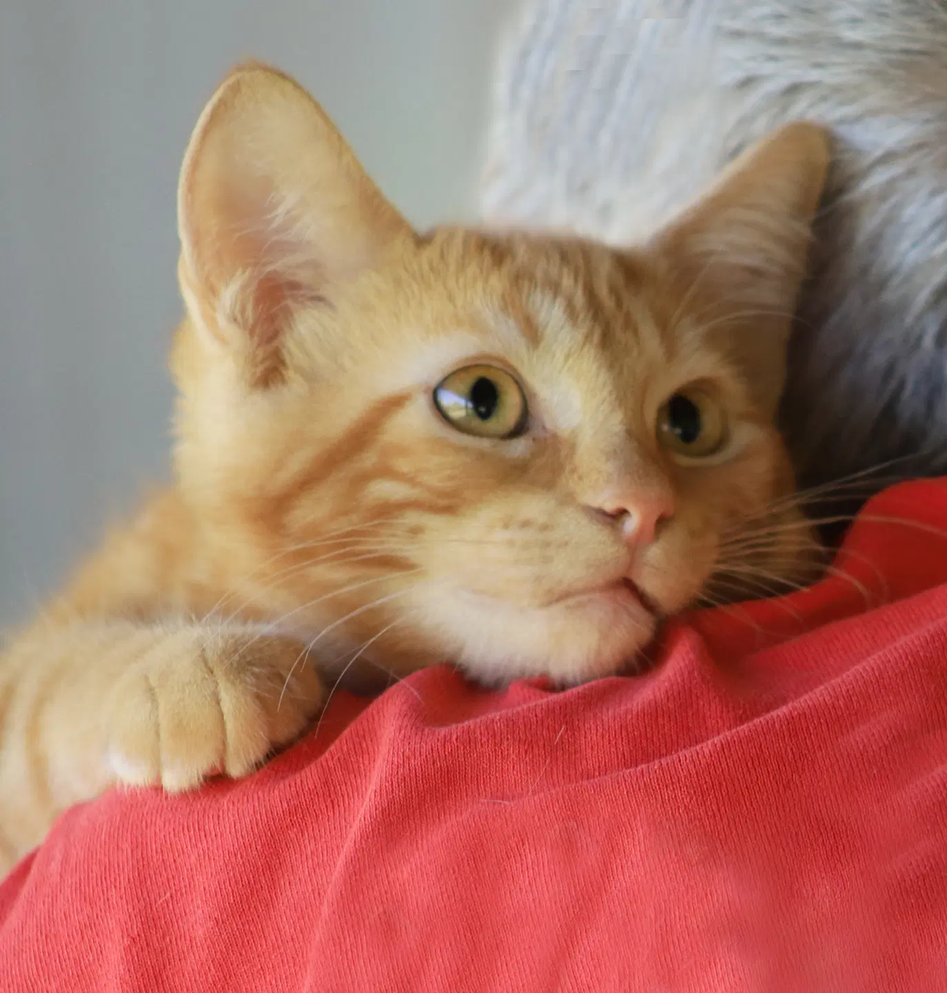 Aayla - Domestic Short Hair