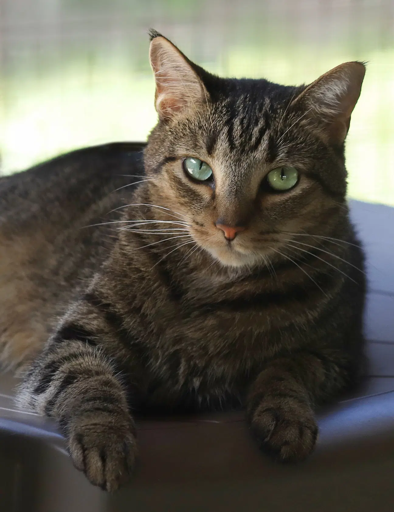 Evan - Domestic Short Hair