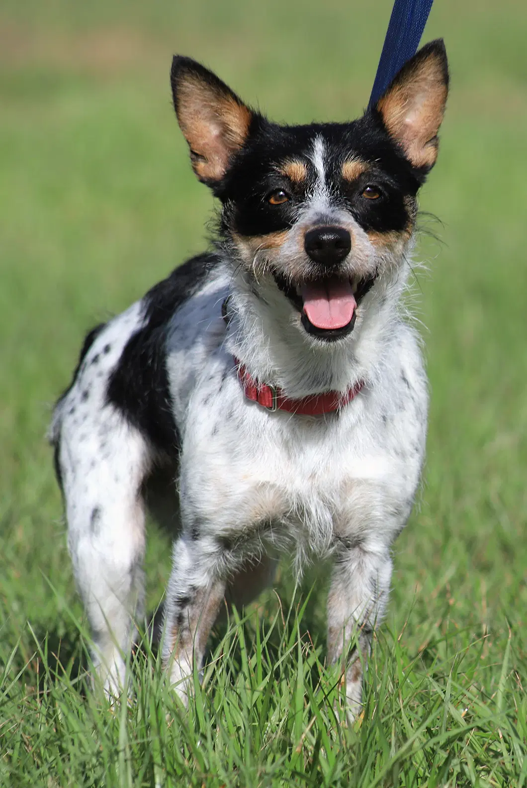 Whimsey - Terrier