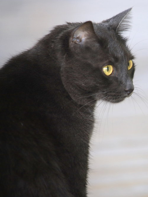 Archie photo 3