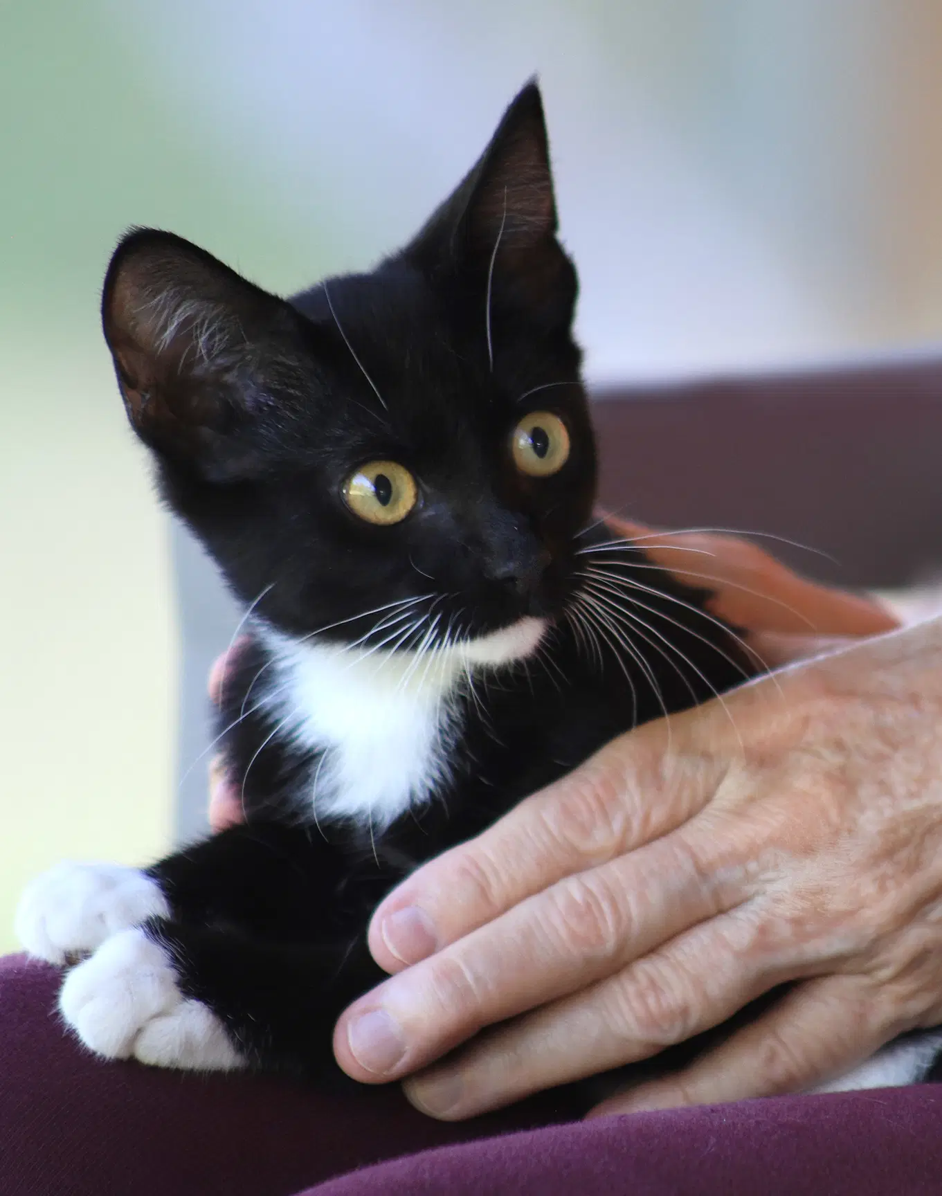 Brigadier - Domestic Short Hair