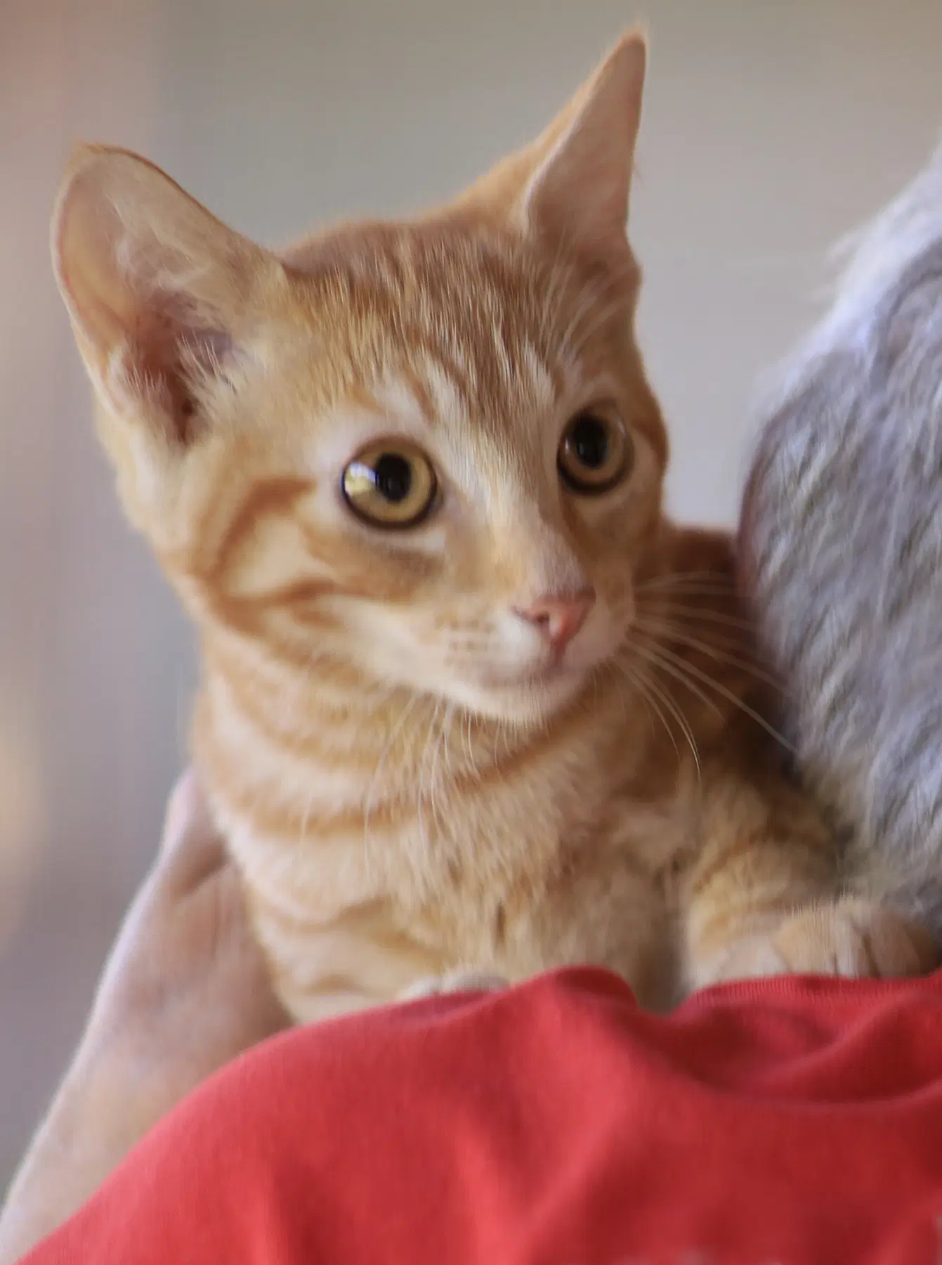 Poe - Domestic Short Hair