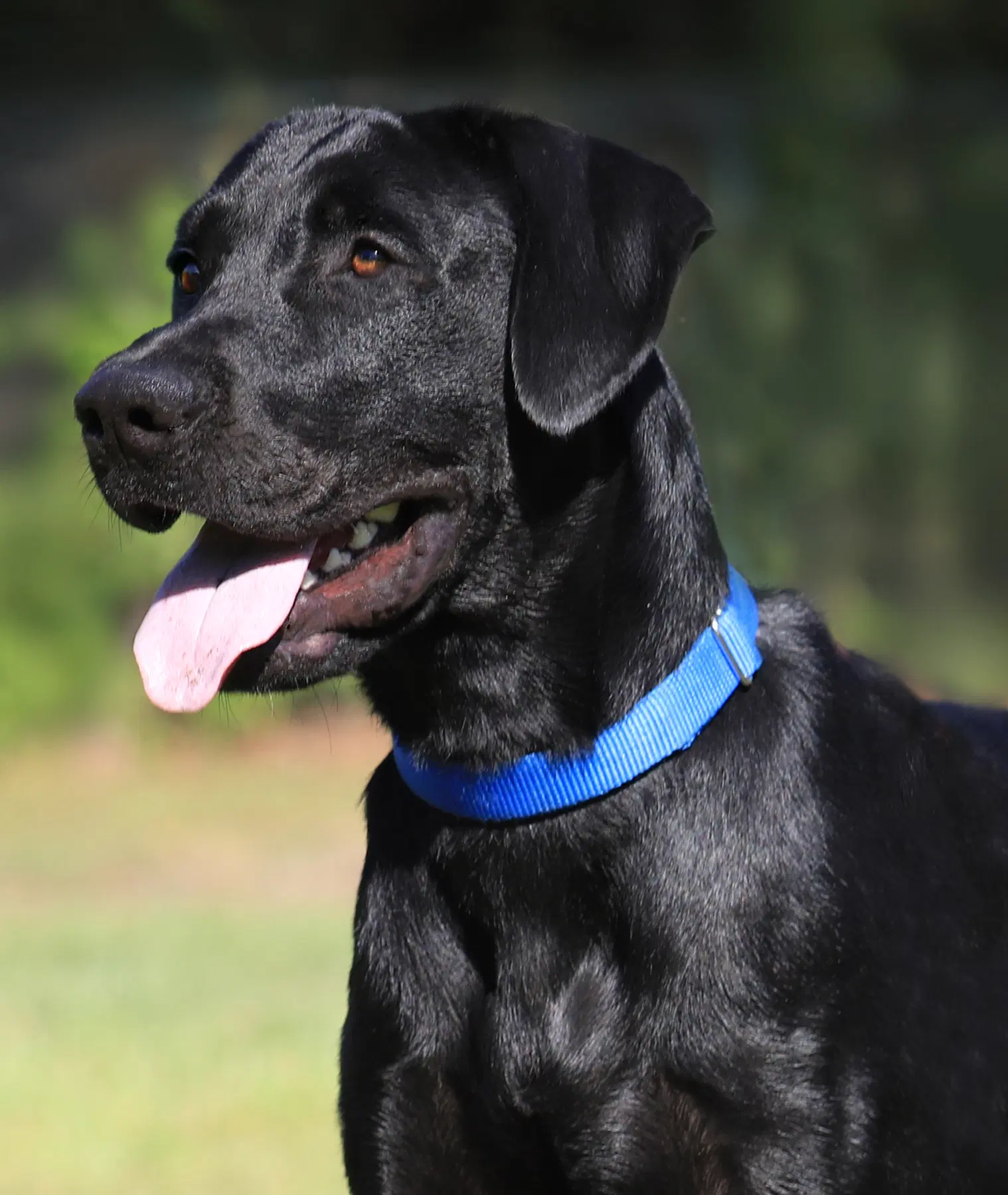 Ruger - Labrador Retriever
