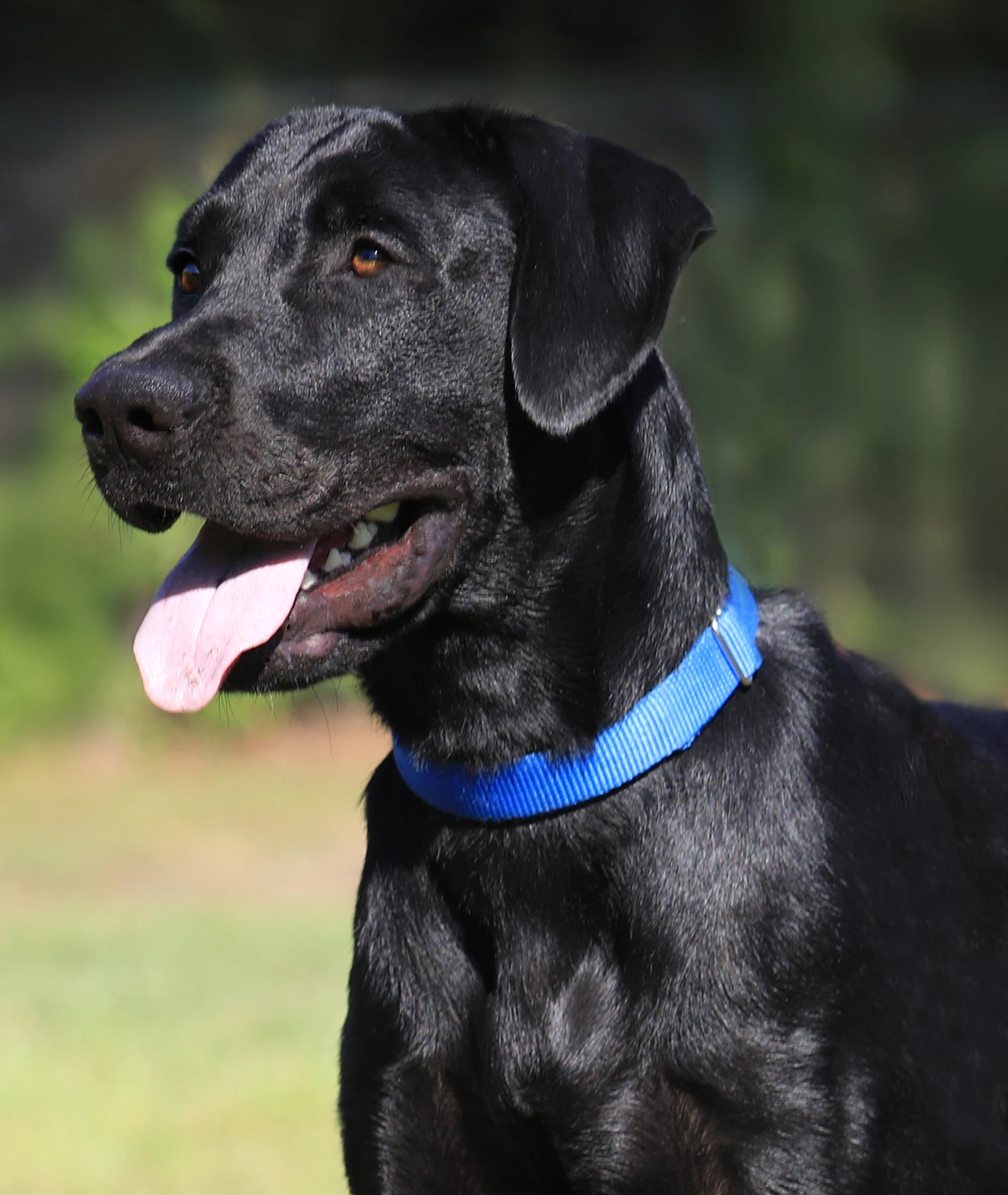 Ruger