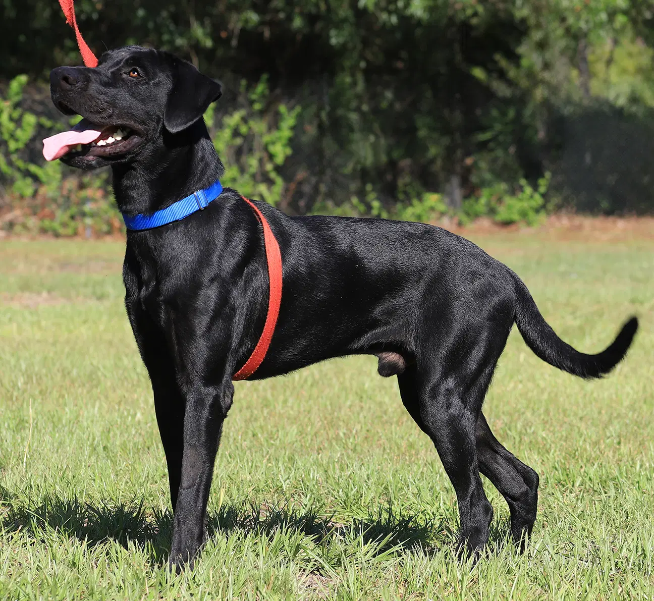 Ruger image 2