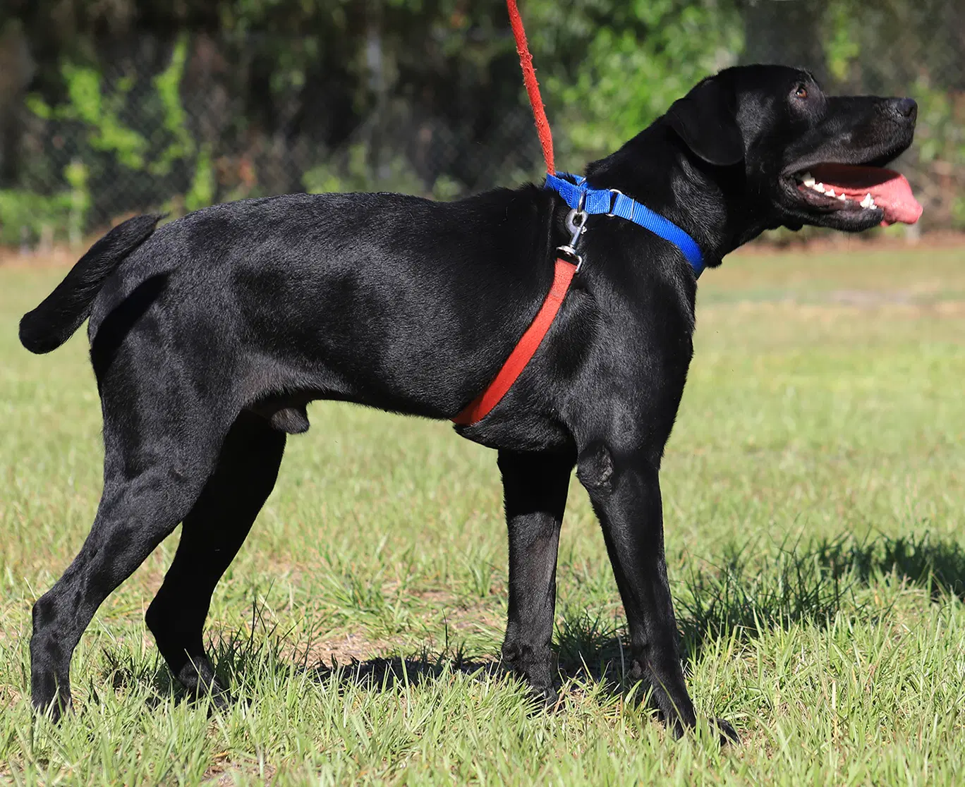 Ruger image 3