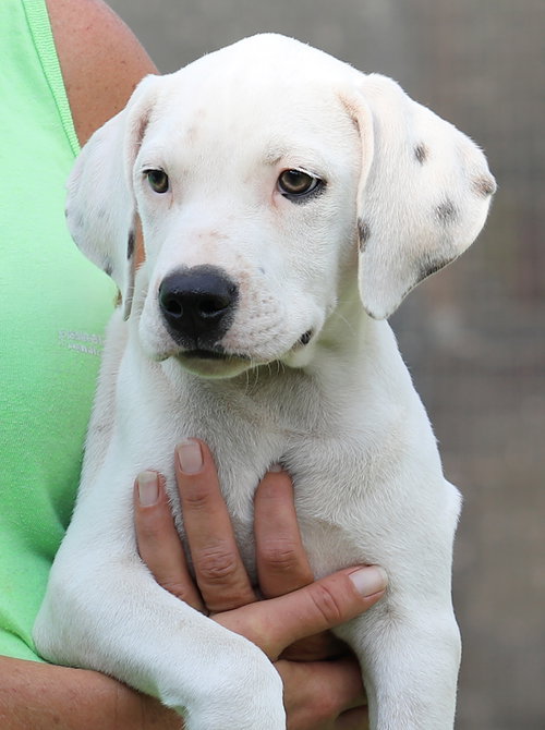 Washington, a dog for adoption from Animal Refuge Center
