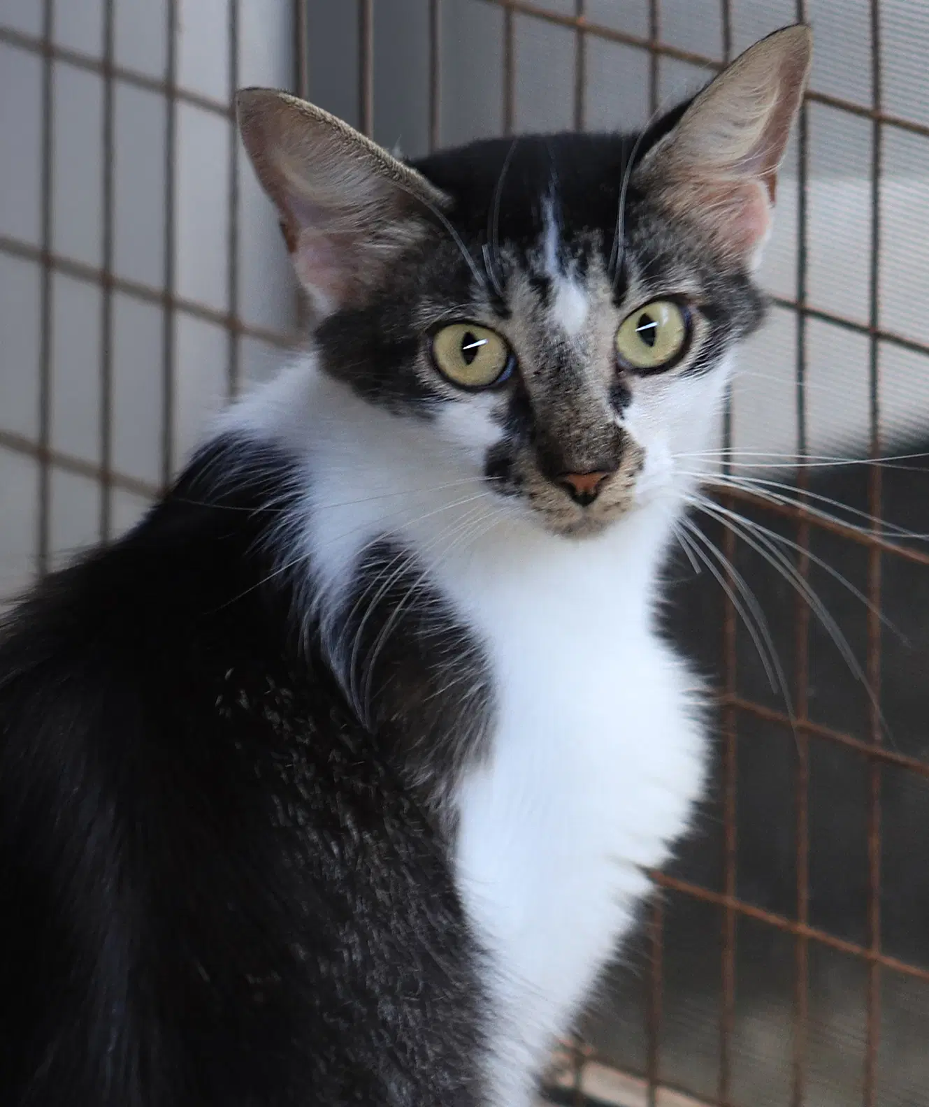Sigrid - Domestic Short Hair