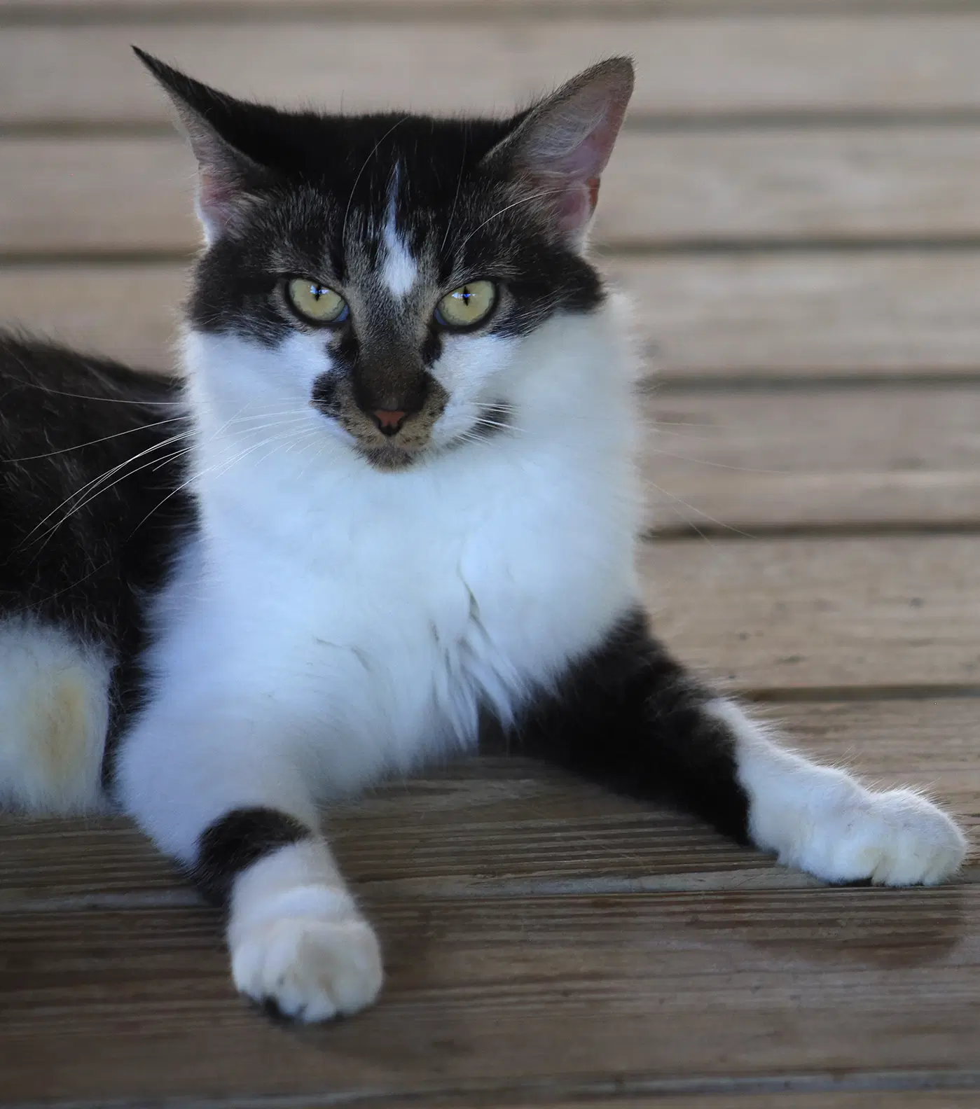 Sigrid - Domestic Short Hair