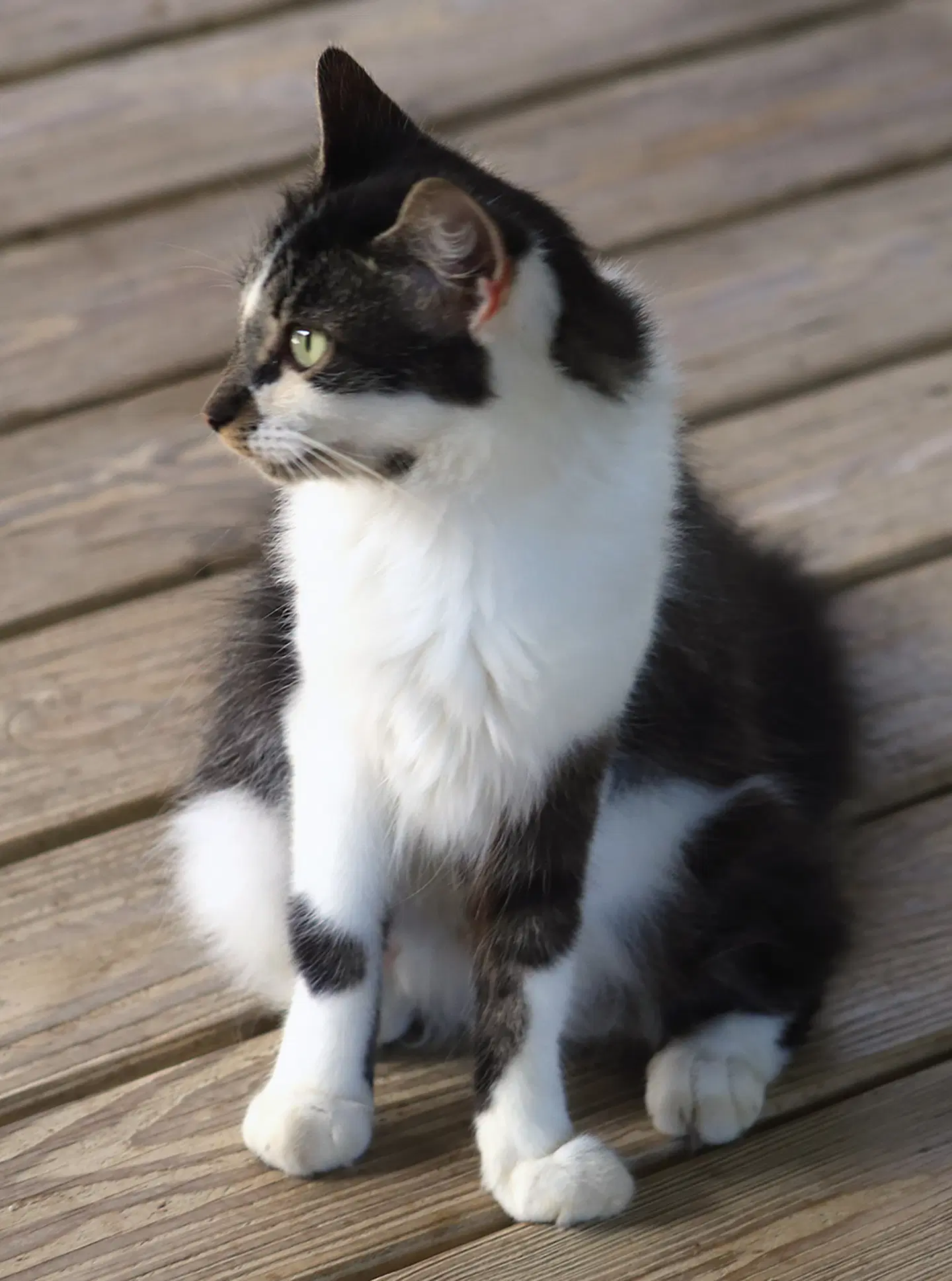Sigrid image 2