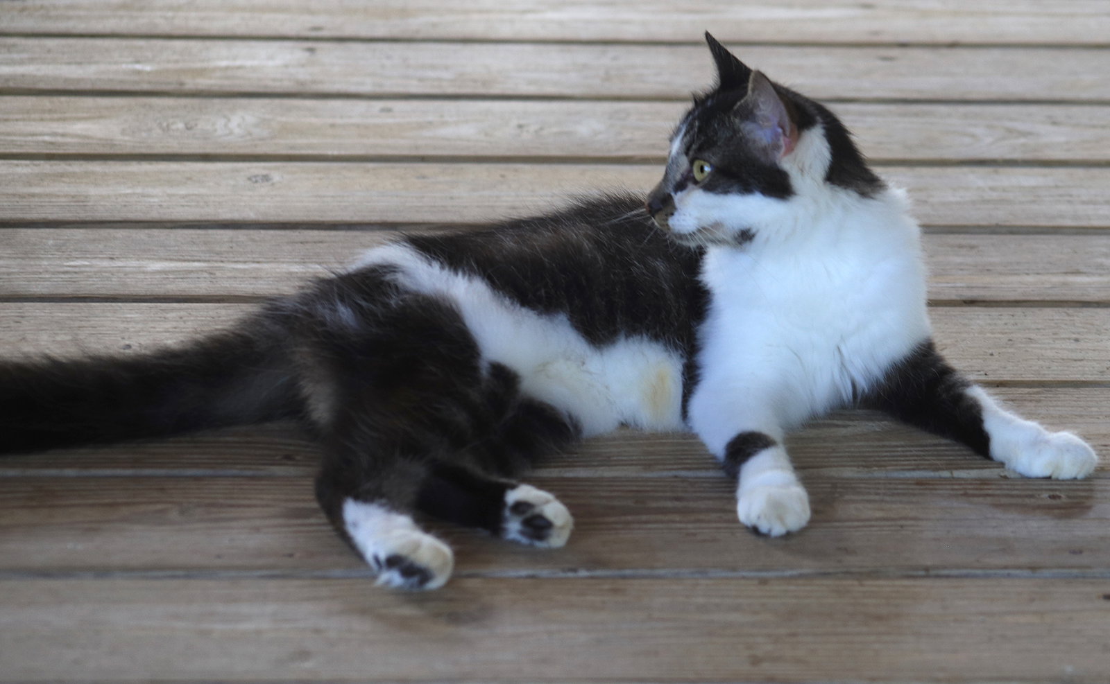 Sigrid, photo 4