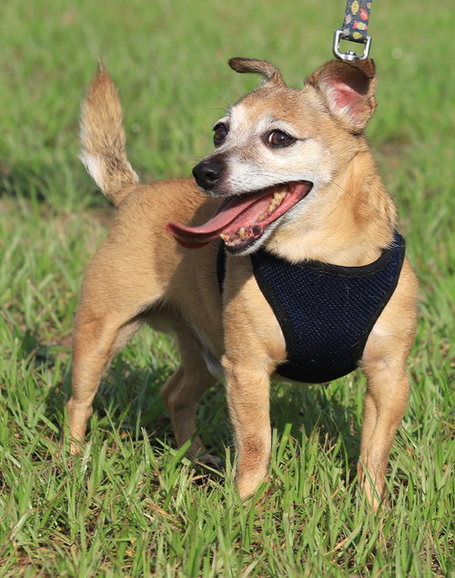 Bentley, a dog for adoption from Animal Refuge Center