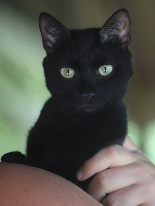 Utaweechie, a cat for adoption from Animal Refuge Center