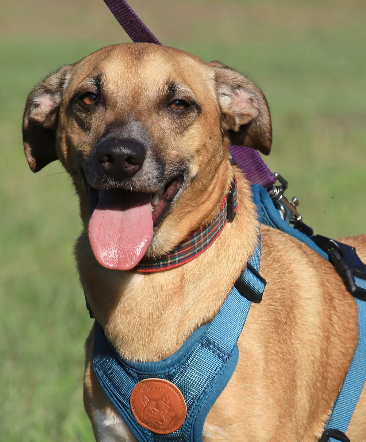 Levi - Terrier