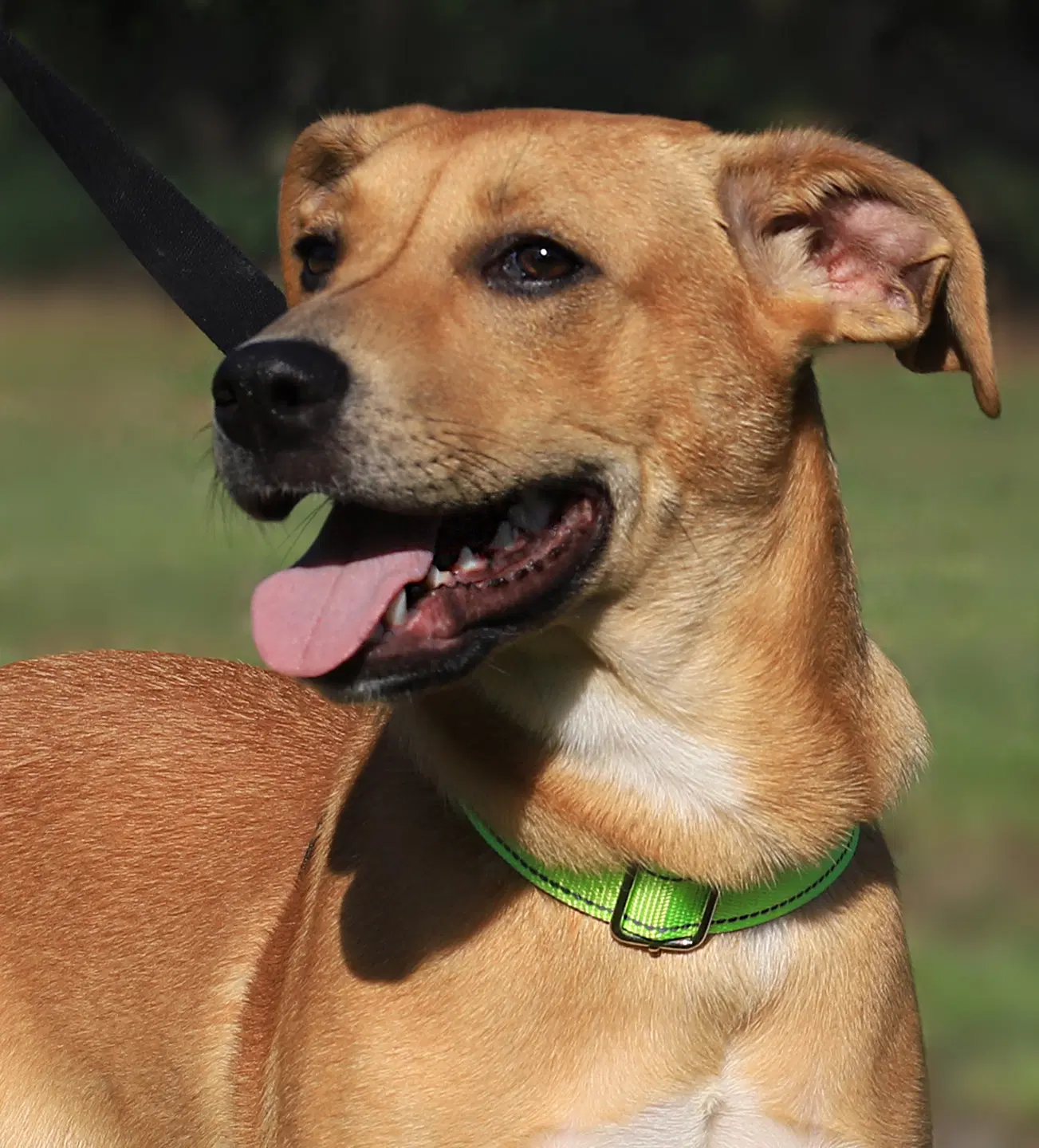 Agnes - Labrador Retriever