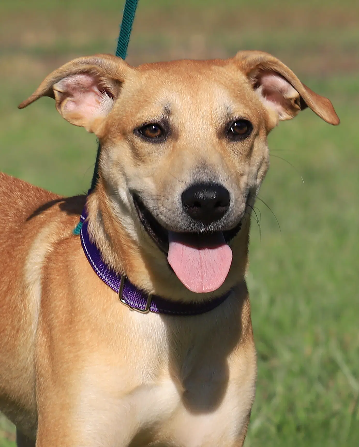 Ambrosius - Labrador Retriever