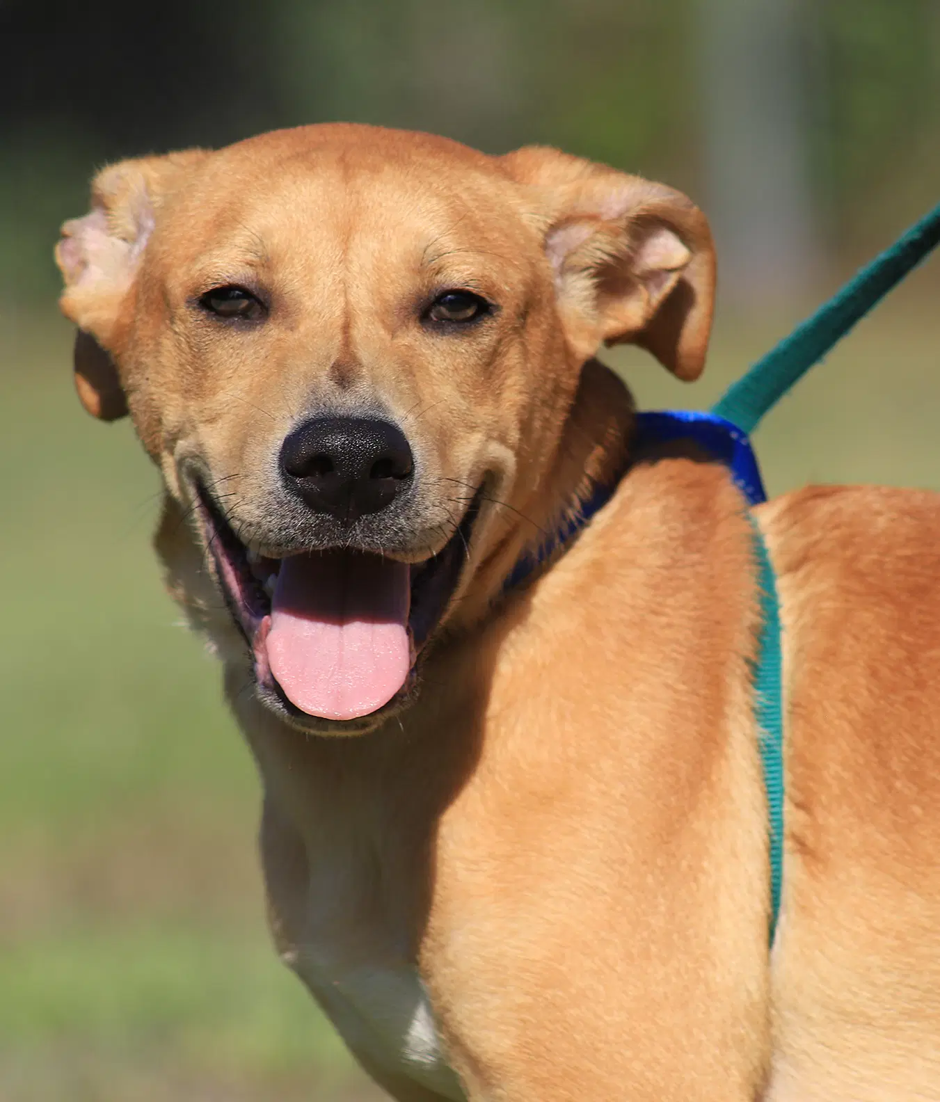 Jareth - Labrador Retriever