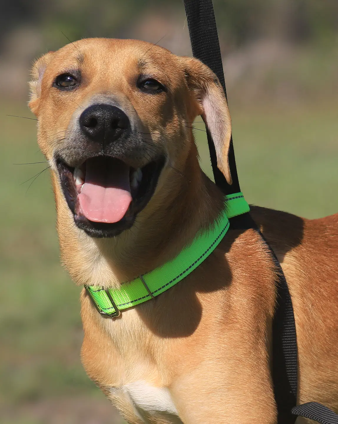 Hoggle - Labrador Retriever