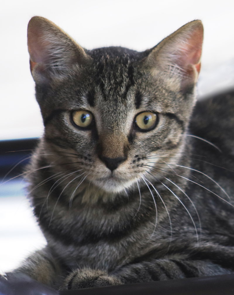 Eunice, a female kitten up for adoption