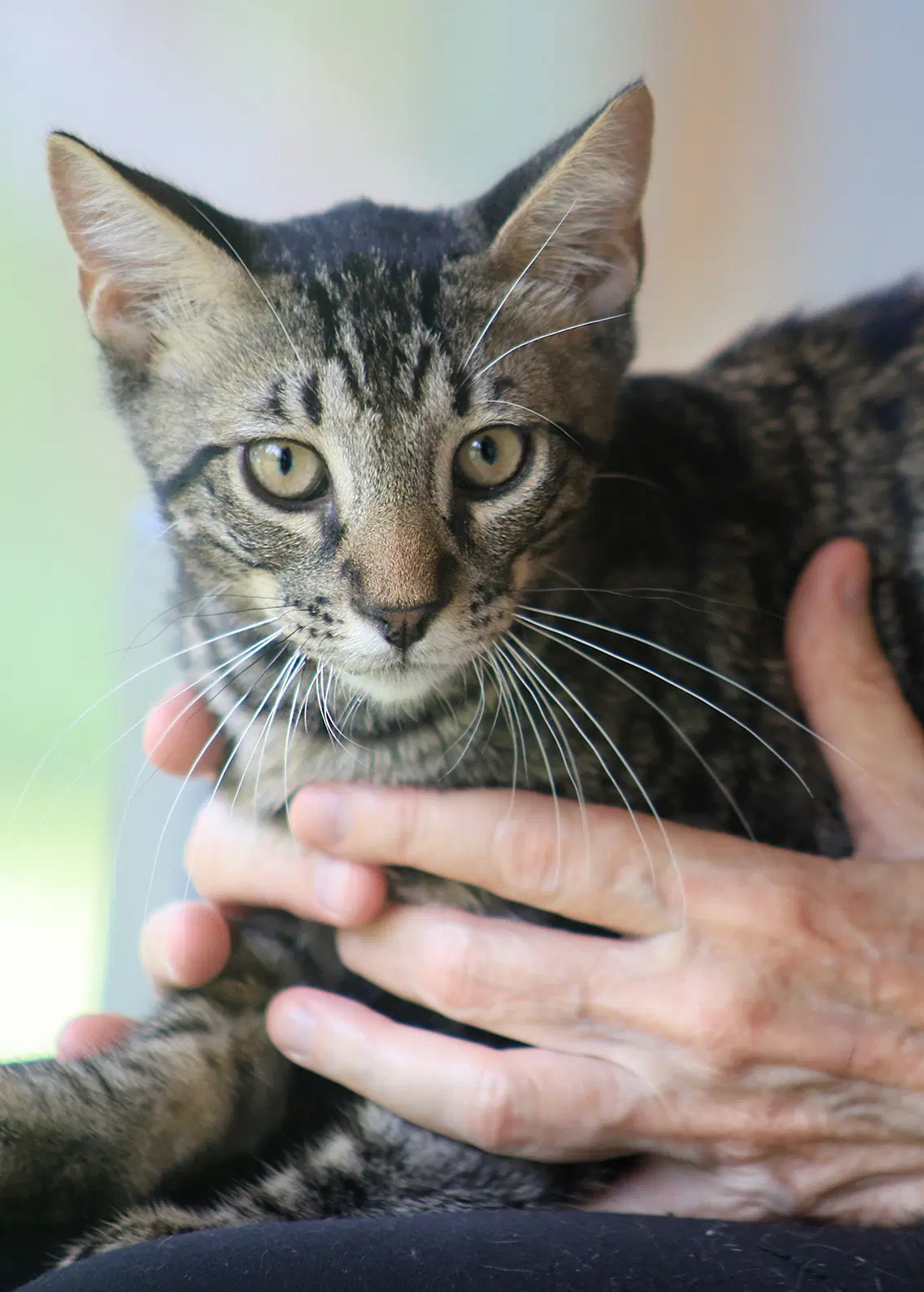 Thurston - Domestic Short Hair
