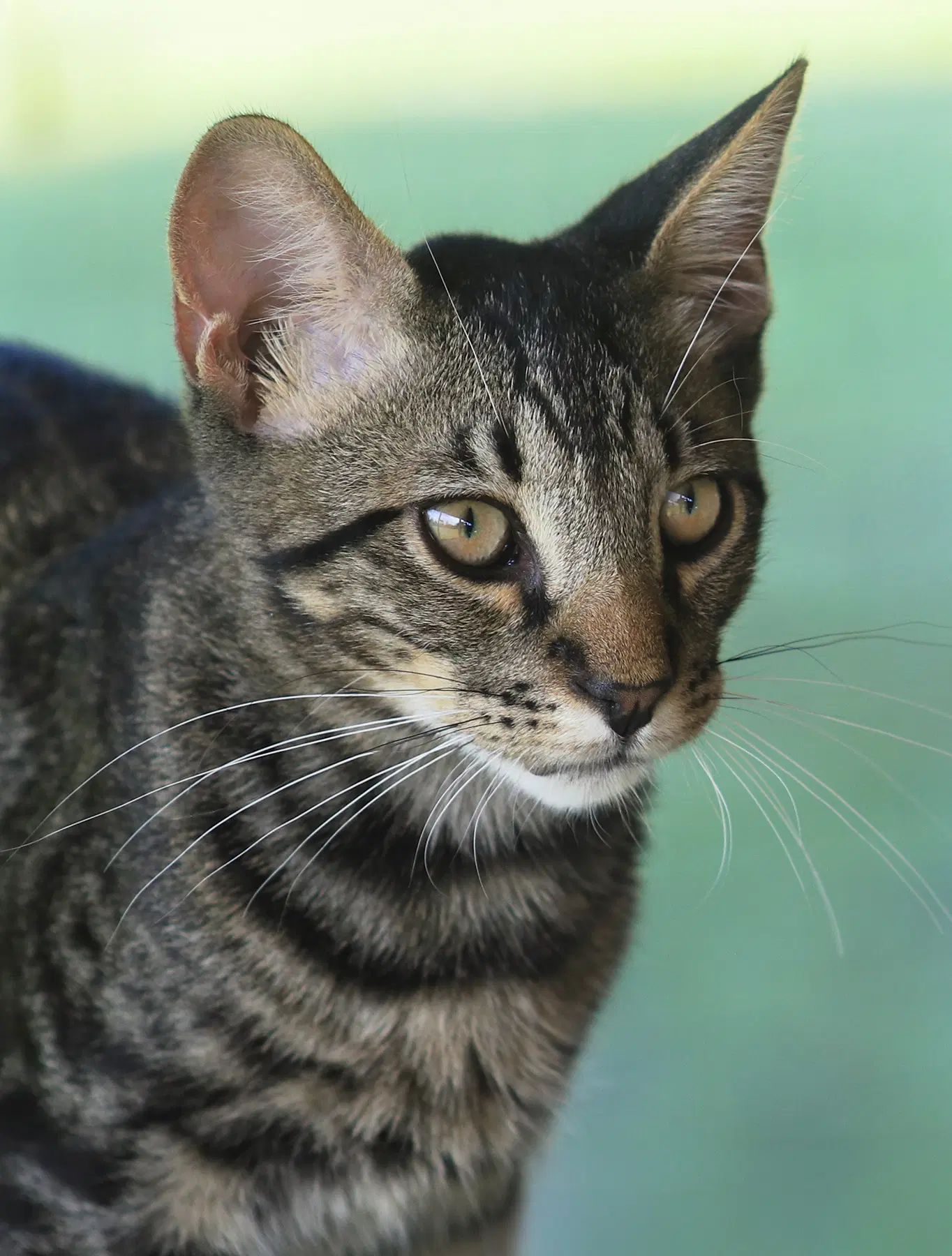 Thurston - Domestic Short Hair