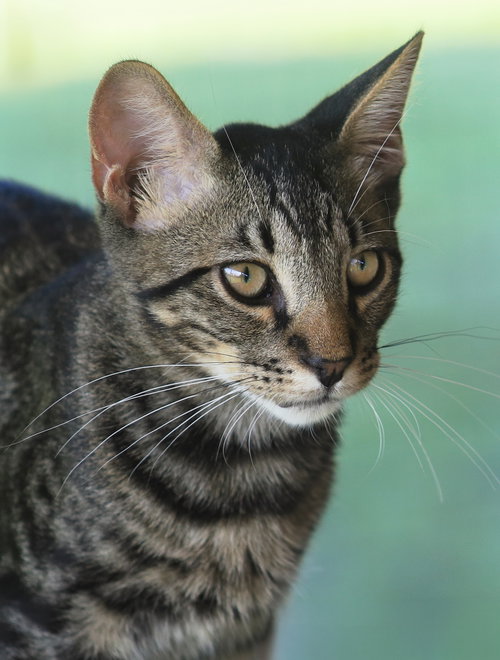 Thurston, a cat for adoption from Animal Refuge Center