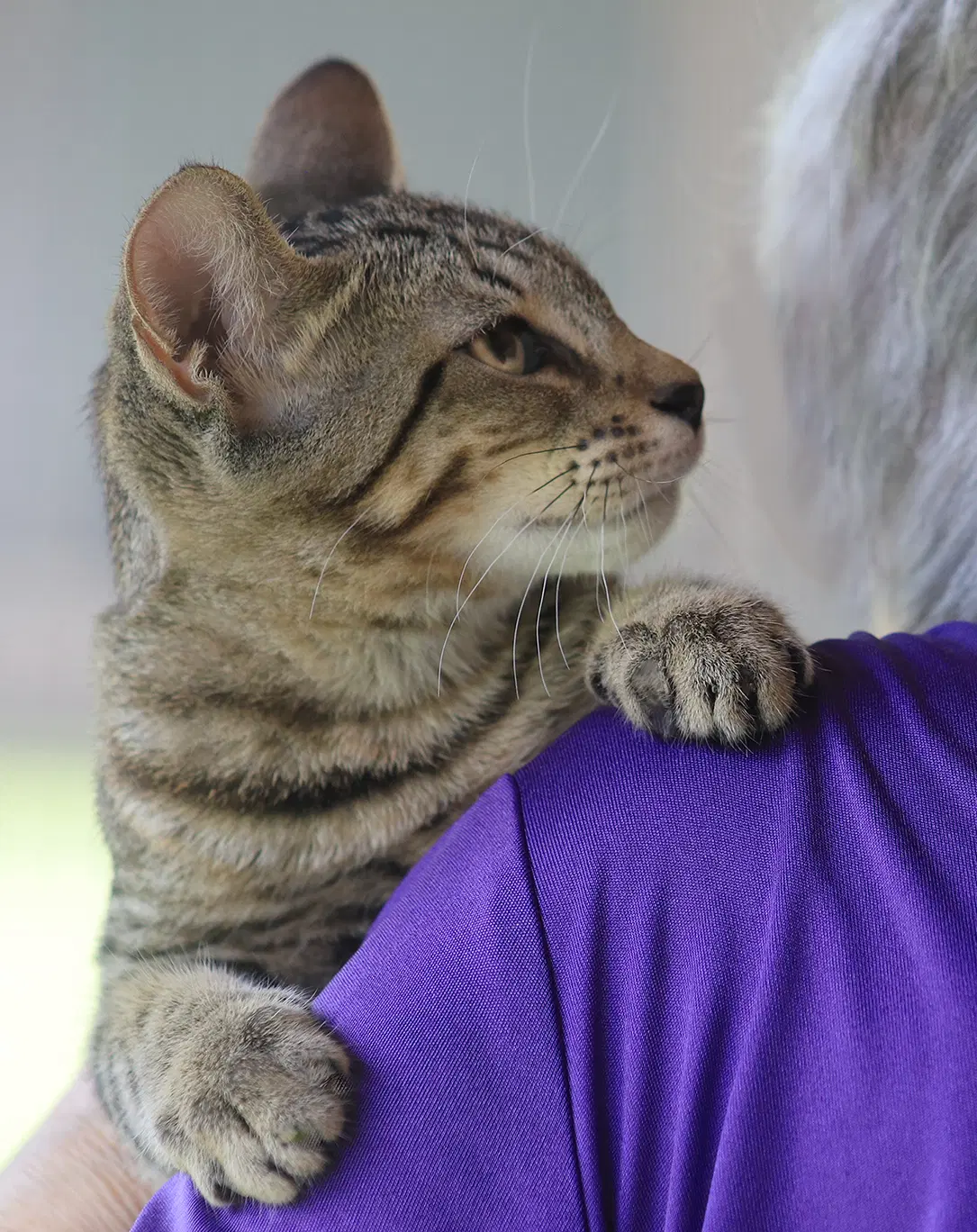 Skipper - Domestic Short Hair