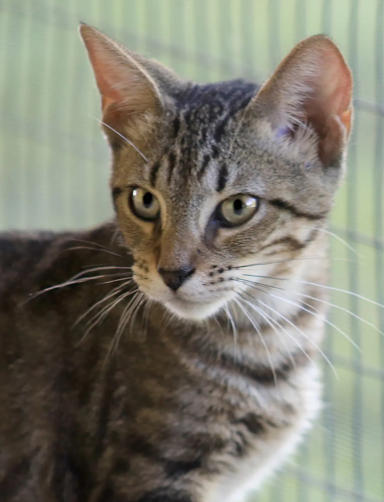 Skipper - Domestic Short Hair
