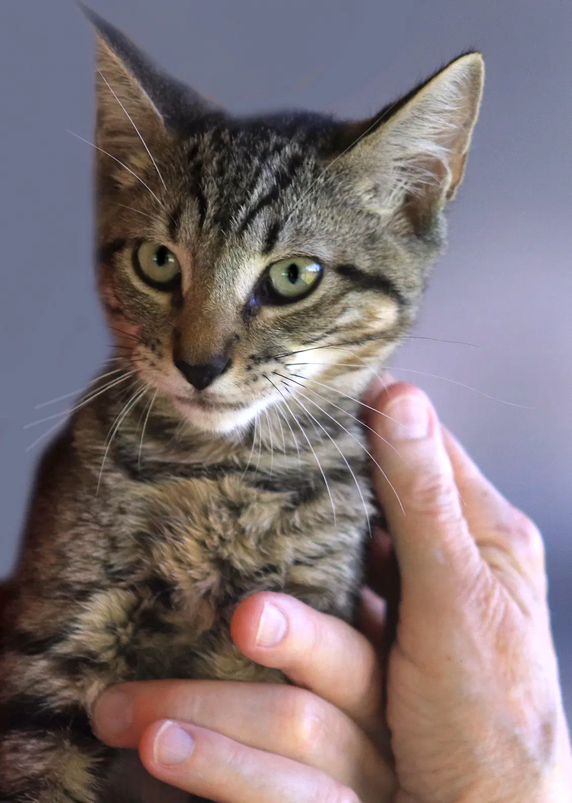 Maryann - Domestic Short Hair