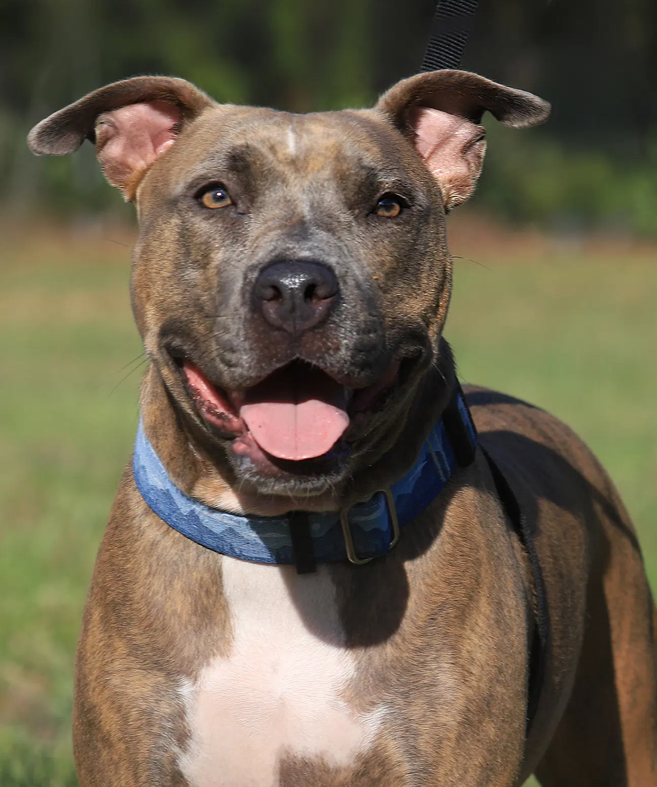 Joy - Hound