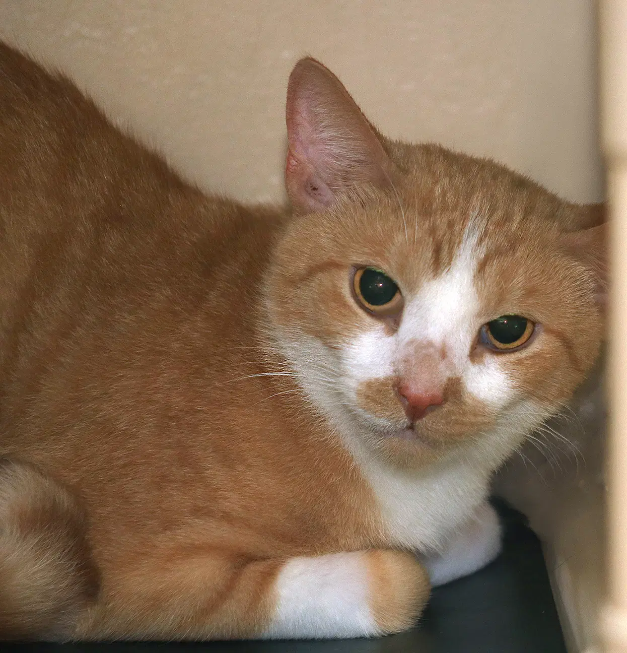 Monterey Jack - Domestic Short Hair