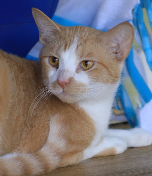 Monterey Jack, a cat for adoption from Animal Refuge Center