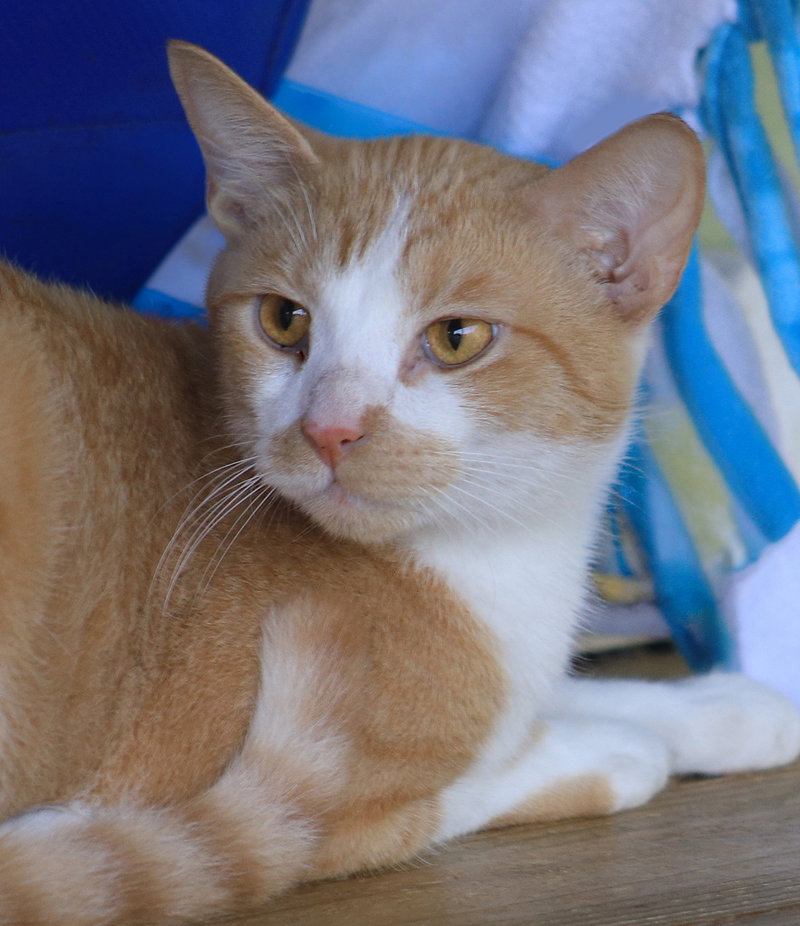 Monterey Jack, photo 2