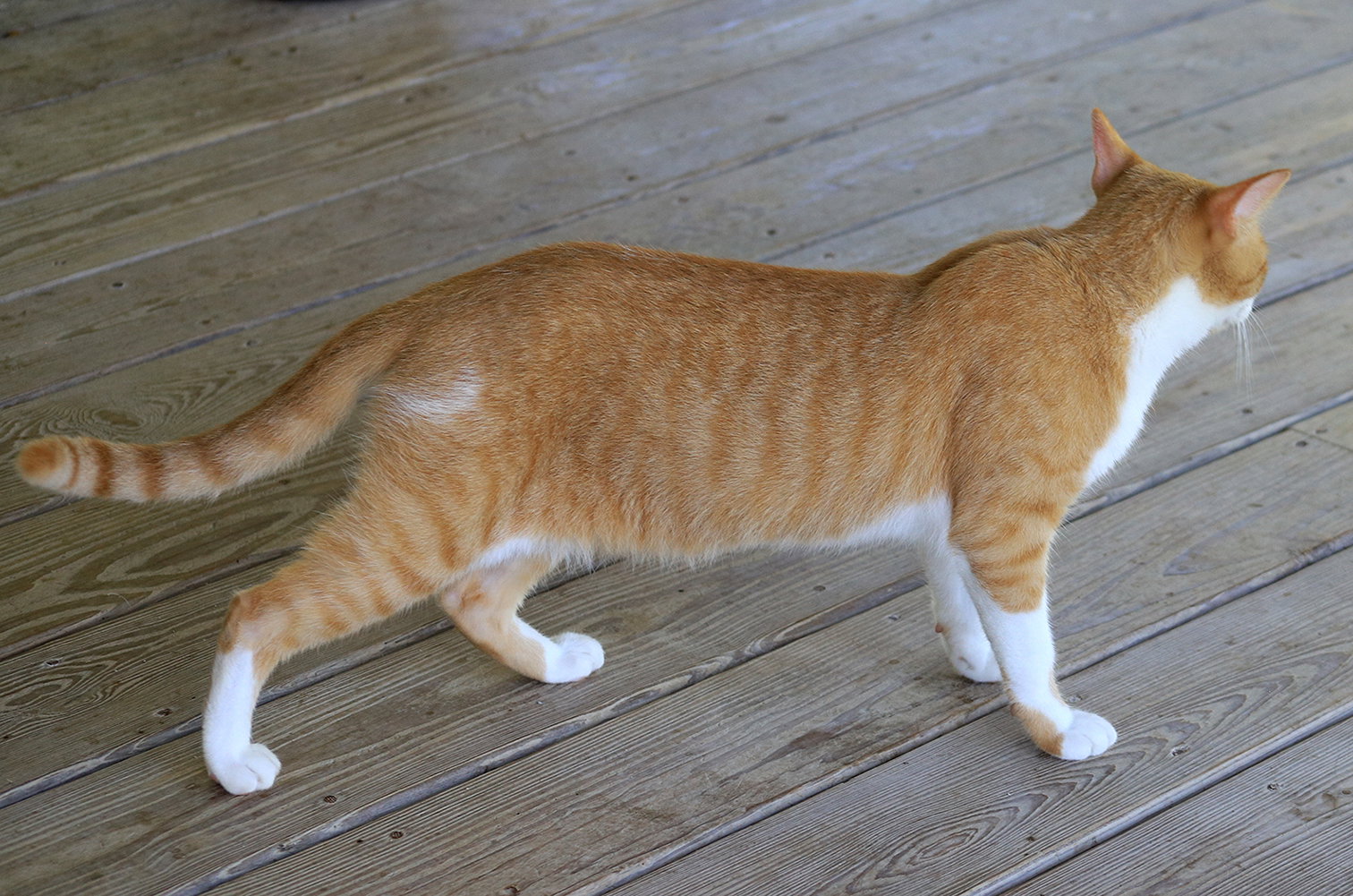 Monterey Jack, photo 3