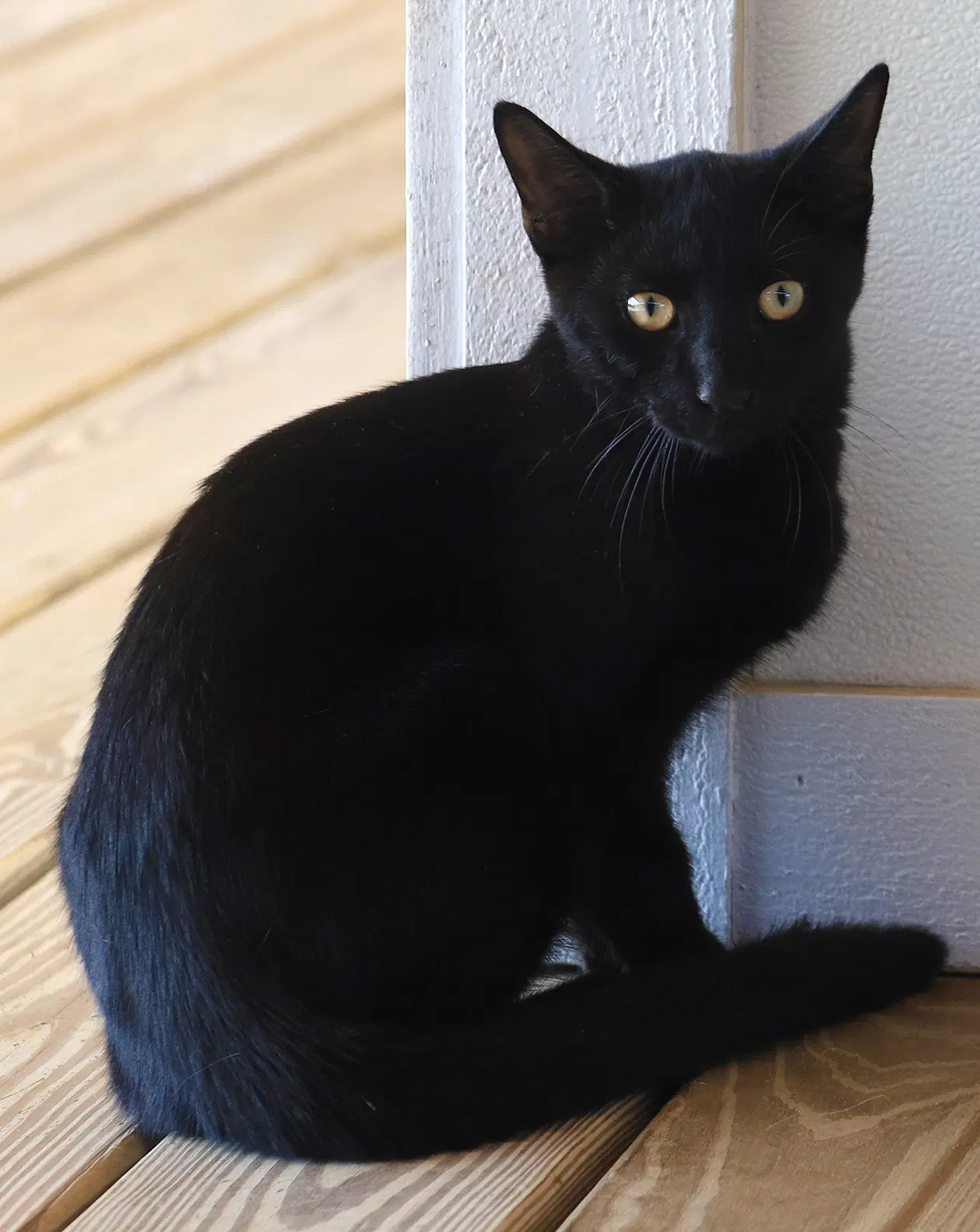 Gizmo - Domestic Short Hair