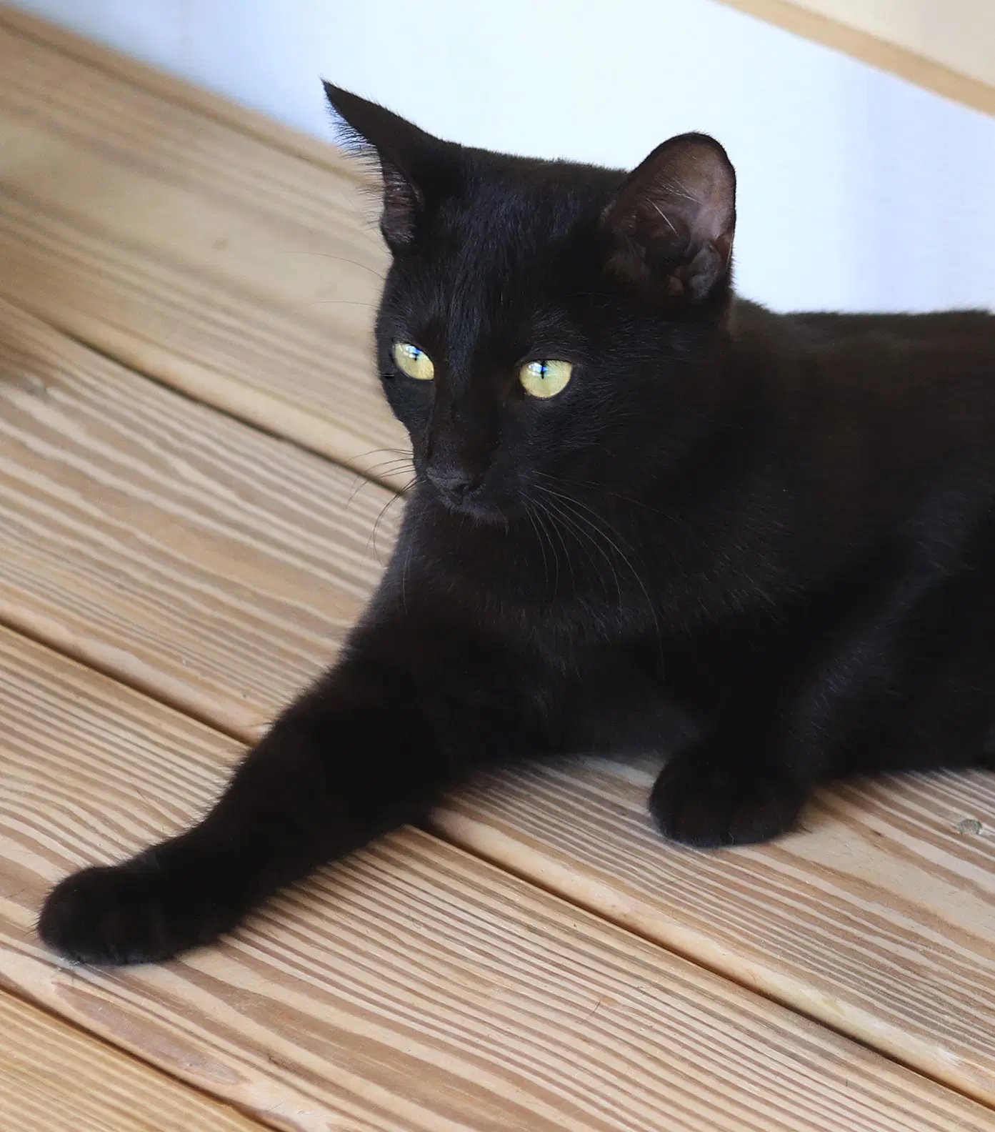 Raven - Domestic Short Hair