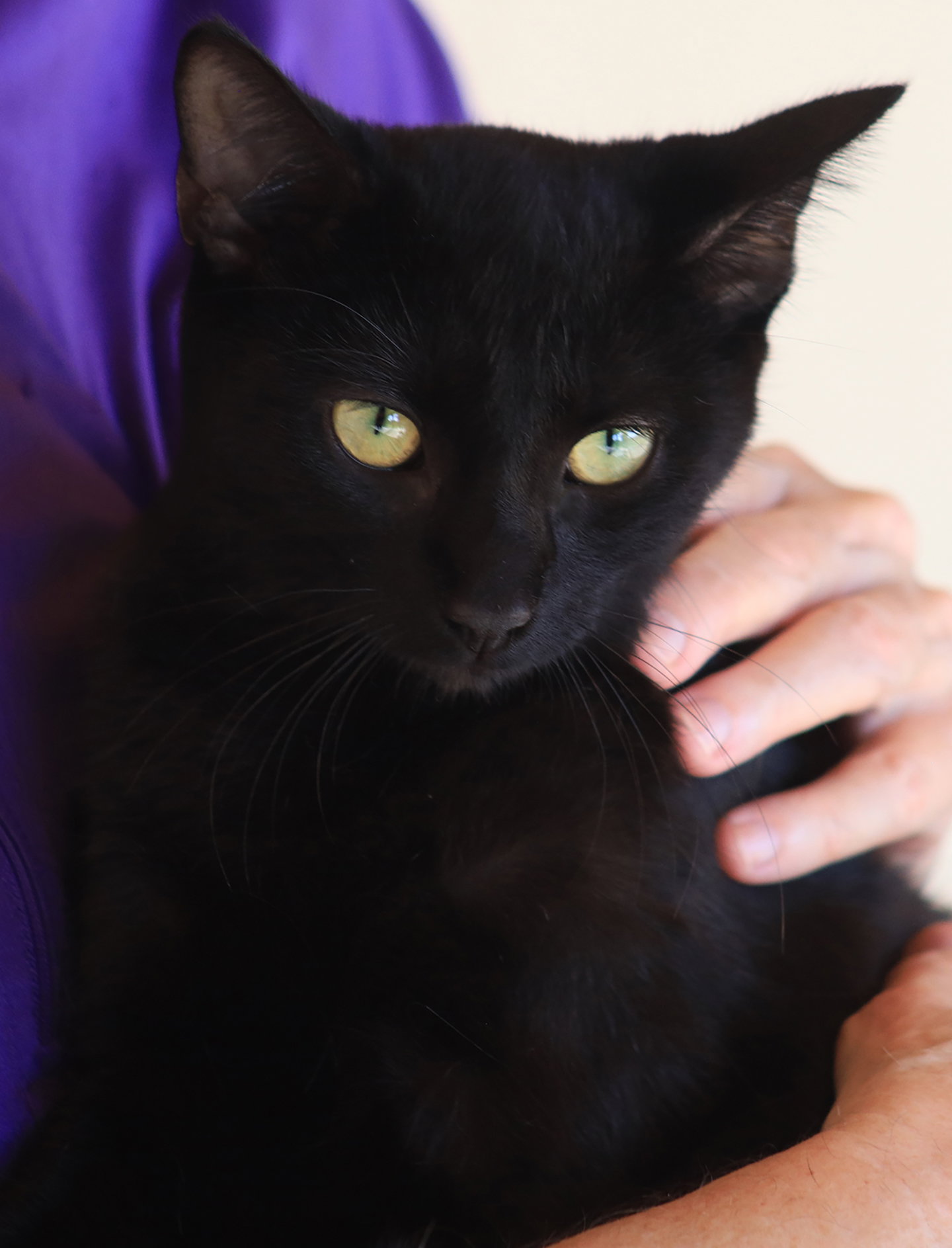 Raven, photo 3