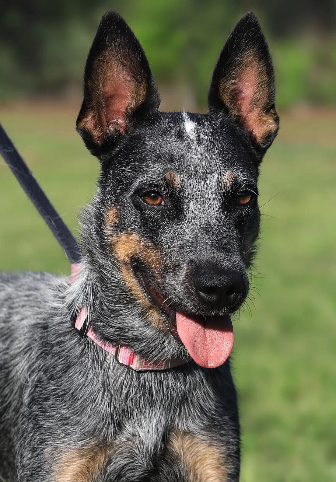Atreyu - Australian Cattle Dog/Blue Heeler